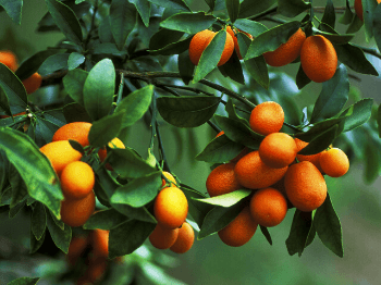 Kumquat