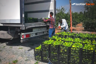 İsotlar Tarım Bahçelerinde 2020 Mandalina ve Limon Hasadı Başladı!