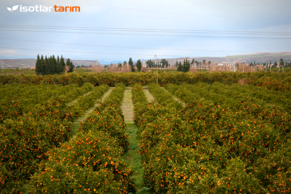 İsotlar Tarım Damla Sulama Sistemi
